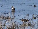 Chevalier combattant, Combattant varié Calidris pugnax (Linnaeus, 1758)