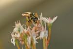 Guêpe poliste Polistes dominula (Christ, 1791)