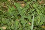 Crépis bulbeux Sonchus bulbosus (L.) N.Kilian & Greuter, 2003