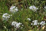 Ail de Naples, Ail blanc Allium neapolitanum Cirillo, 1788