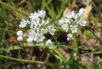 Ail de Naples, Ail blanc Allium neapolitanum Cirillo, 1788