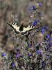 Machaon (Le), Grand Porte-Queue (Le) Papilio machaon Linnaeus, 1758