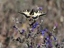 Machaon (Le), Grand Porte-Queue (Le) Papilio machaon Linnaeus, 1758