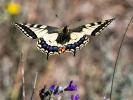 Machaon (Le), Grand Porte-Queue (Le) Papilio machaon Linnaeus, 1758