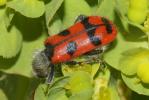 Clairon des ruches Trichodes alvearius (Fabricius, 1792)
