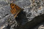 Mégère (La), Satyre (Le) Lasiommata megera (Linnaeus, 1767)