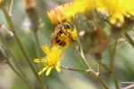  Halictus scabiosae (Rossi, 1790)