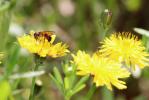 Osmie rousse Osmia bicornis (Linnaeus, 1758)