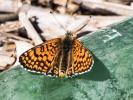 Mélitée du Plantain (La), Déesse à ceinturons (La) Melitaea cinxia (Linnaeus, 1758)