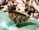 Mélitée du Plantain (La), Déesse à ceinturons (La) Melitaea cinxia (Linnaeus, 1758)