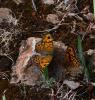 Mégère (La), Satyre (Le) Lasiommata megera (Linnaeus, 1767)
