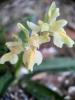 Orchis de Provence Orchis provincialis Balb. ex DC., 1806