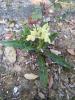 Orchis de Provence Orchis provincialis Balb. ex DC., 1806