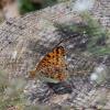 Chiffre (Le) Fabriciana niobe (Linnaeus, 1758)