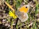 Fadet commun (Le), Procris (Le), Petit Papillon de Coenonympha pamphilus (Linnaeus, 1758)