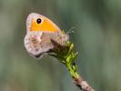 Fadet commun (Le), Procris (Le), Petit Papillon de Coenonympha pamphilus (Linnaeus, 1758)