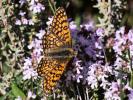 Mélitée du Plantain (La), Déesse à ceinturons (La) Melitaea cinxia (Linnaeus, 1758)