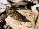 Mégère (La), Satyre (Le) Lasiommata megera (Linnaeus, 1767)