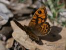 Mégère (La), Satyre (Le) Lasiommata megera (Linnaeus, 1767)