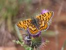 Mélitée des Centaurées (La), Grand Damier (Le) Melitaea phoebe (Denis & Schiffermüller, 1775)