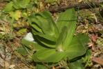 Petite centaurée commune, Erythrée Centaurium erythraea Rafn, 1800