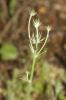 OEil-du-Christ Tolpis umbellata Bertol., 1803