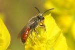  Sphecodes Latreille, 1804