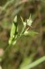 Crépis à petites fleurs Crepis micrantha Czerep., 1964