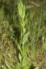 Petite centaurée commune, Erythrée Centaurium erythraea Rafn, 1800