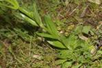 Petite centaurée commune, Erythrée Centaurium erythraea Rafn, 1800