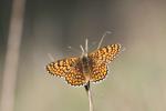 Mélitée du Plantain (La), Déesse à ceinturons (La) Melitaea cinxia (Linnaeus, 1758)
