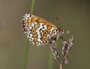Mélitée du Plantain (La), Déesse à ceinturons (La) Melitaea cinxia (Linnaeus, 1758)