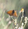 Mélitée des Centaurées (La), Grand Damier (Le) Melitaea phoebe (Denis & Schiffermüller, 1775)