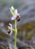 Ophrys bécasse Ophrys scolopax Cav., 1793