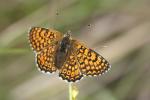 Mélitée du Plantain (La), Déesse à ceinturons (La) Melitaea cinxia (Linnaeus, 1758)