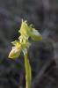  Ophrys L., 1753