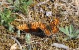 Mélitée des Centaurées (La), Grand Damier (Le) Melitaea phoebe (Denis & Schiffermüller, 1775)
