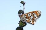 Mélitée du Plantain (La), Déesse à ceinturons (La) Melitaea cinxia (Linnaeus, 1758)