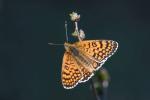 Mélitée du Plantain (La), Déesse à ceinturons (La) Melitaea cinxia (Linnaeus, 1758)