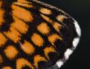 Mélitée du Plantain (La), Déesse à ceinturons (La) Melitaea cinxia (Linnaeus, 1758)