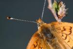 Mélitée du Plantain (La), Déesse à ceinturons (La) Melitaea cinxia (Linnaeus, 1758)