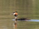 Grèbe huppé Podiceps cristatus (Linnaeus, 1758)