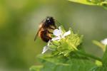Osmie rousse Osmia bicornis (Linnaeus, 1758)