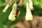 Osmie rousse Osmia bicornis (Linnaeus, 1758)