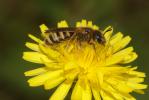  Halictus scabiosae (Rossi, 1790)