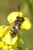  Cephus pygmeus (Linnaeus, 1767)