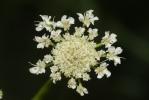 Oenanthe fistuleuse Oenanthe fistulosa L., 1753