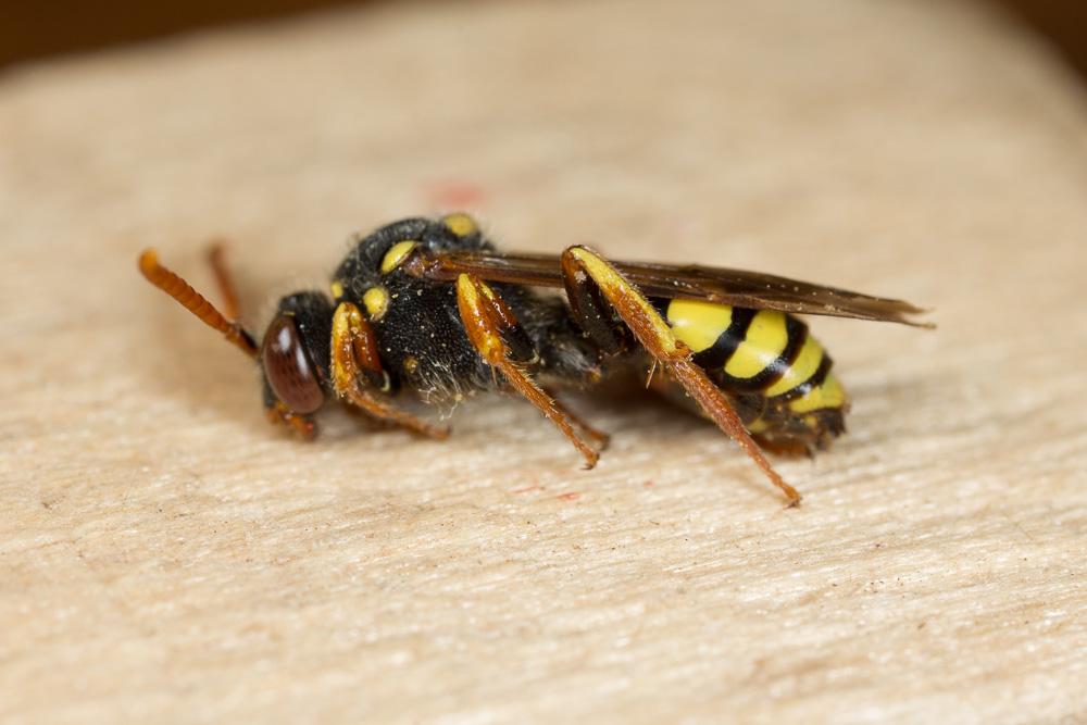 Nomada fulvicornis Fabricius, 1793