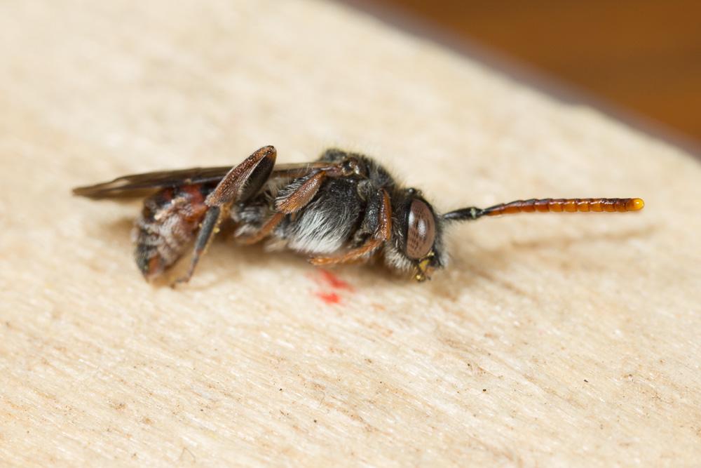 Nomada femoralis Morawitz, 1869