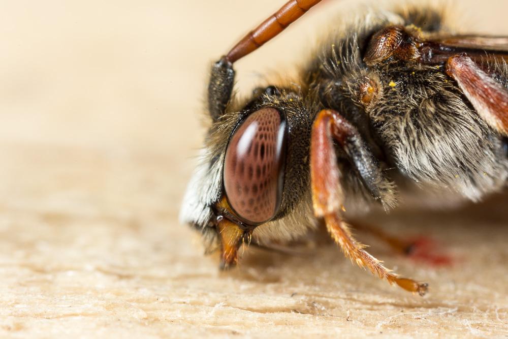 Nomada armata Herrich-Schäffer, 1839